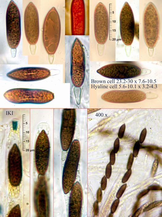 macrostoma
