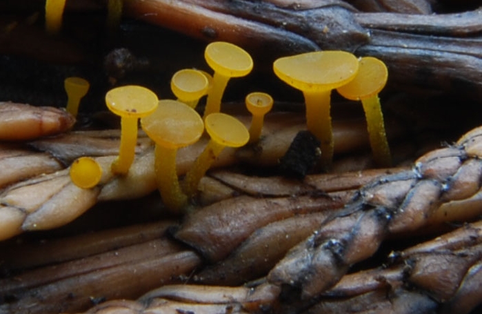 macrostoma