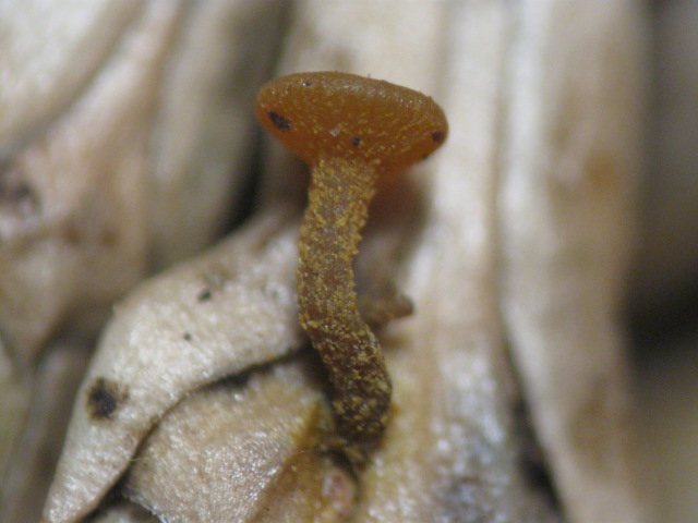 macrostoma