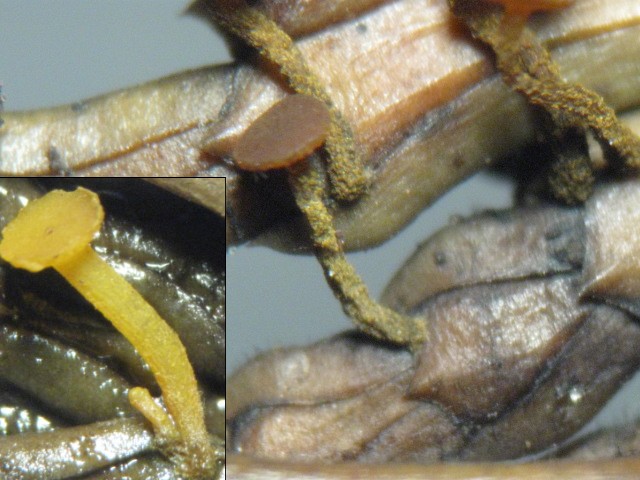 macrostoma
