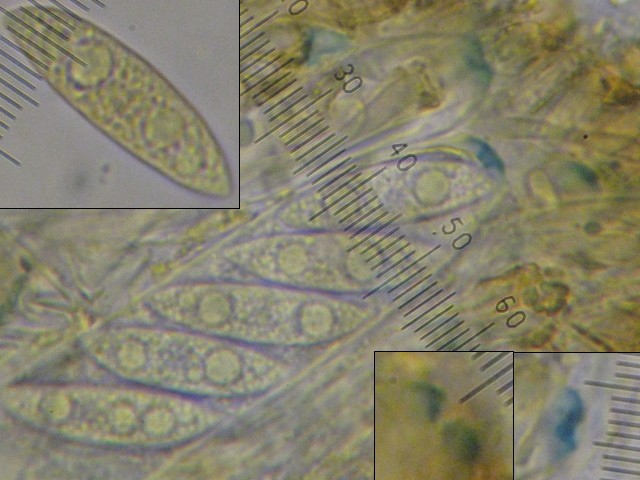 macrostoma
