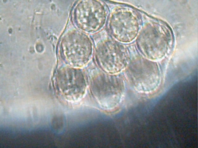 macrostoma