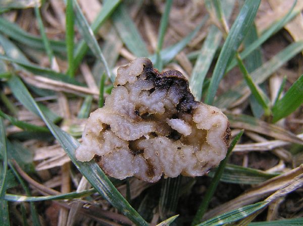 macrostoma