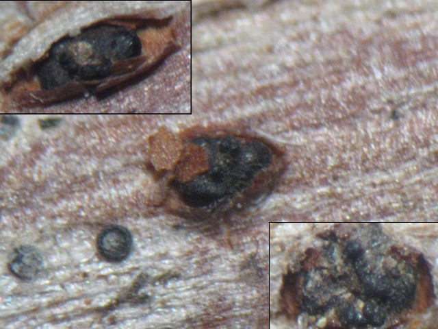 macrostoma