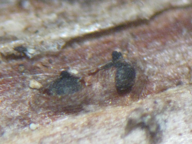 macrostoma