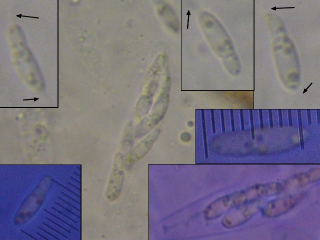 macrostoma