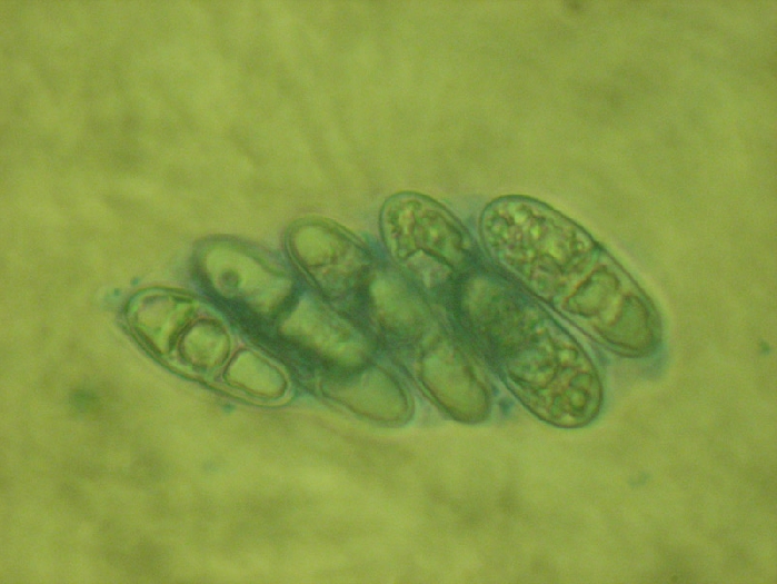 macrostoma