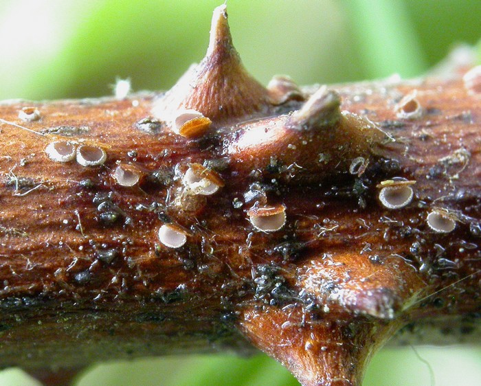 macrostoma