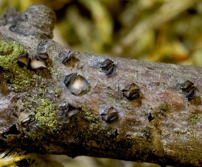 macrostoma