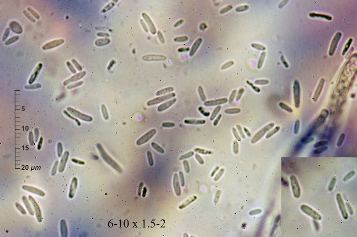 macrostoma