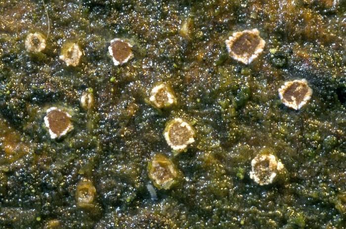 macrostoma