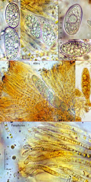 macrostoma