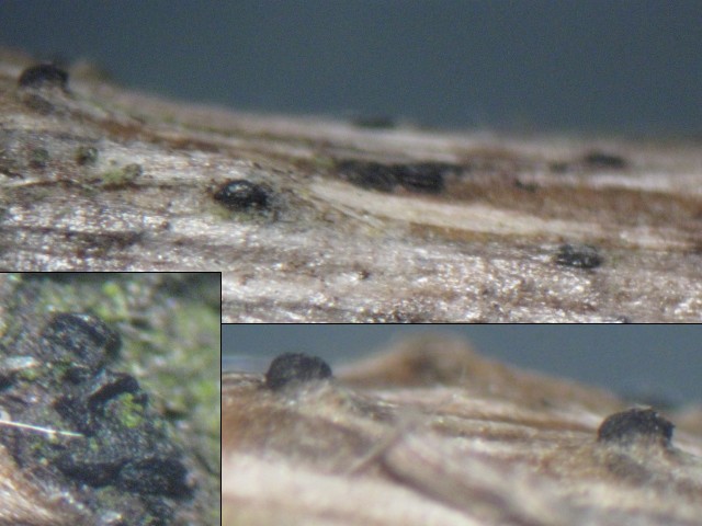 macrostoma