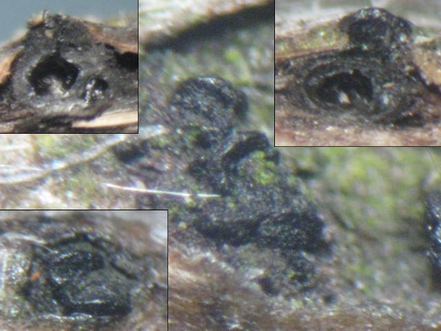 macrostoma