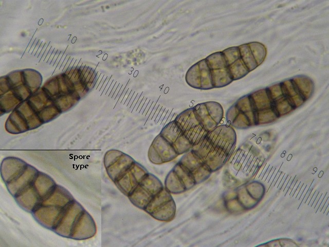 macrostoma