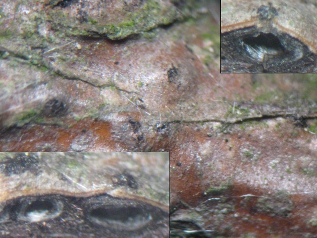 macrostoma