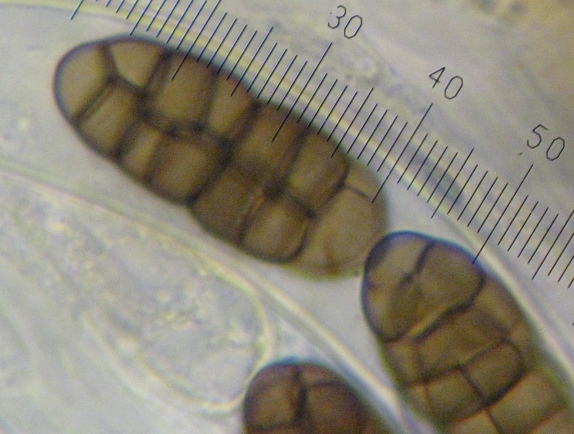 macrostoma
