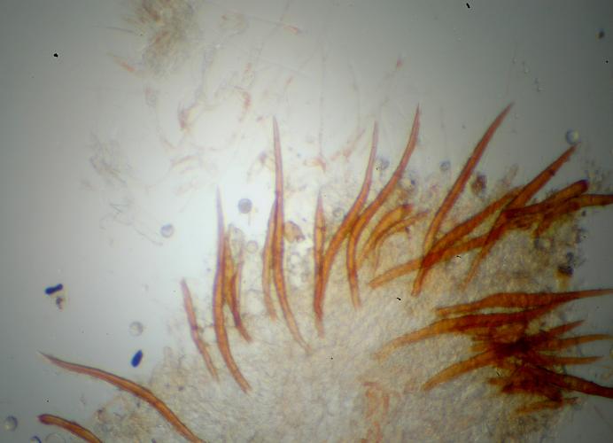 macrostoma