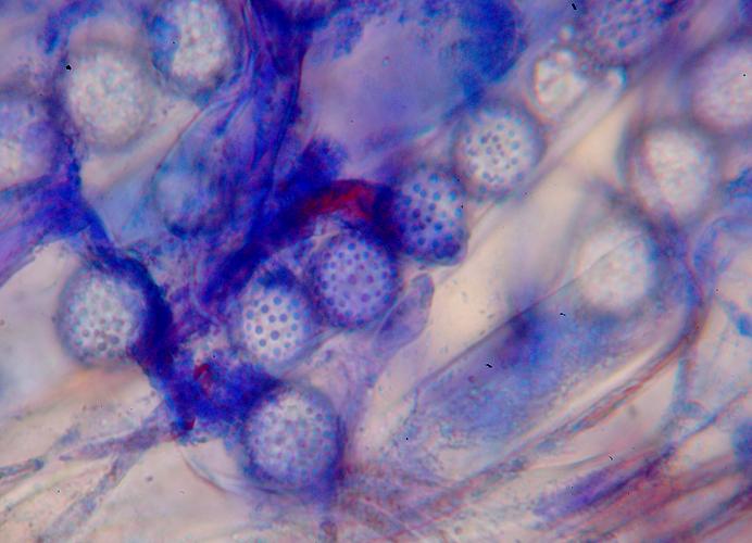 macrostoma