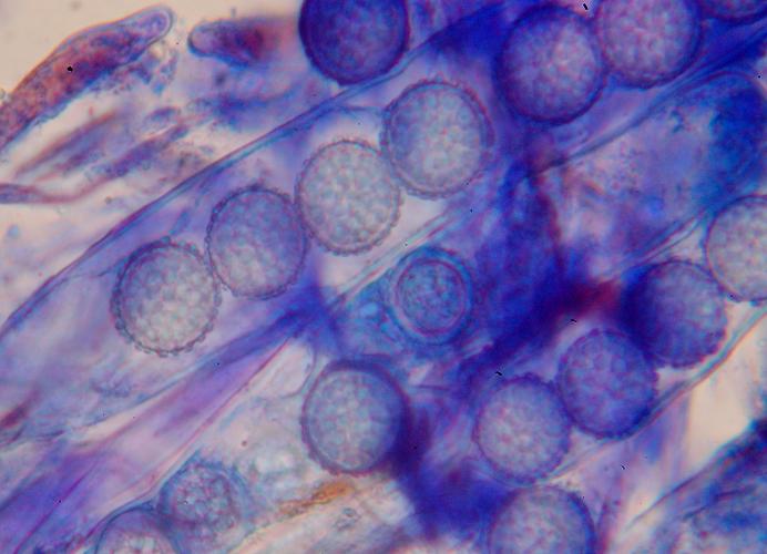 macrostoma