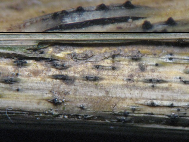 macrostoma