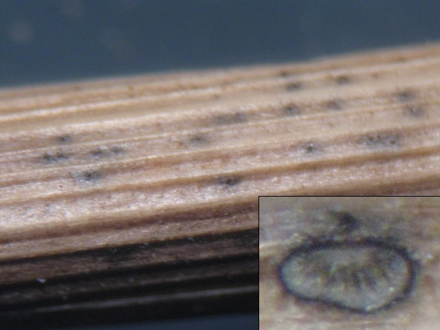 macrostoma