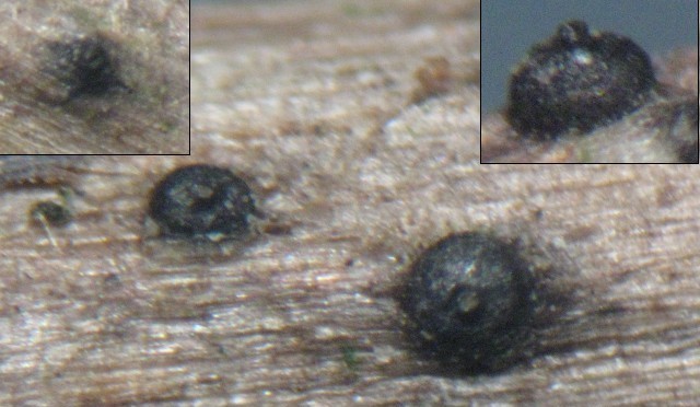 macrostoma