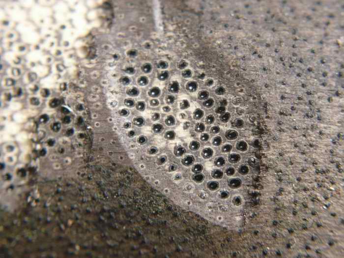 macrostoma