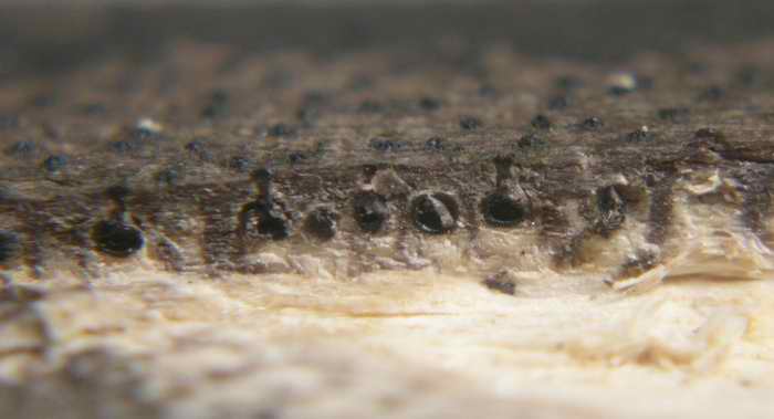 macrostoma