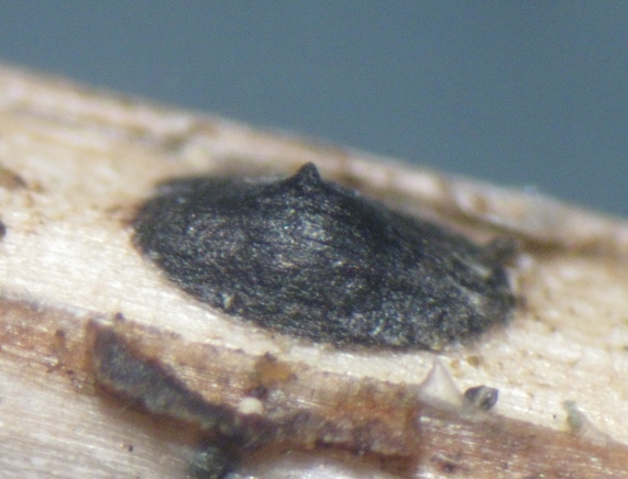 macrostoma