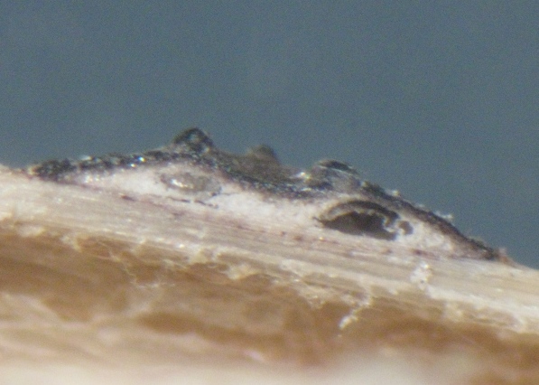 macrostoma