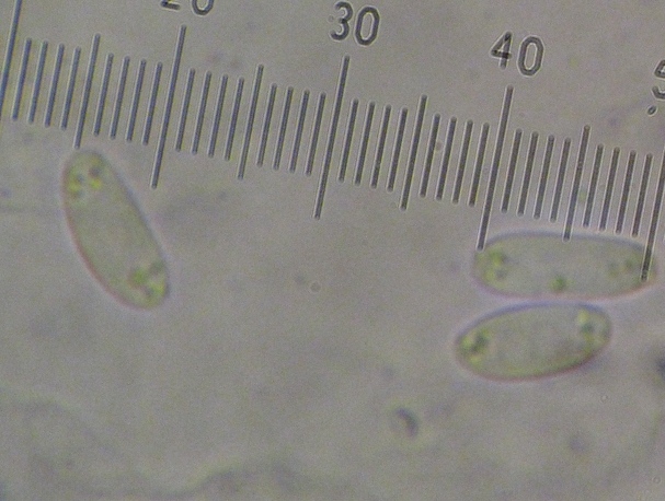 macrostoma