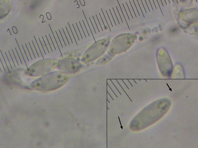 macrostoma