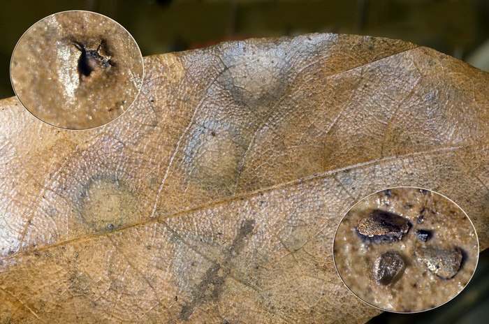 macrostoma