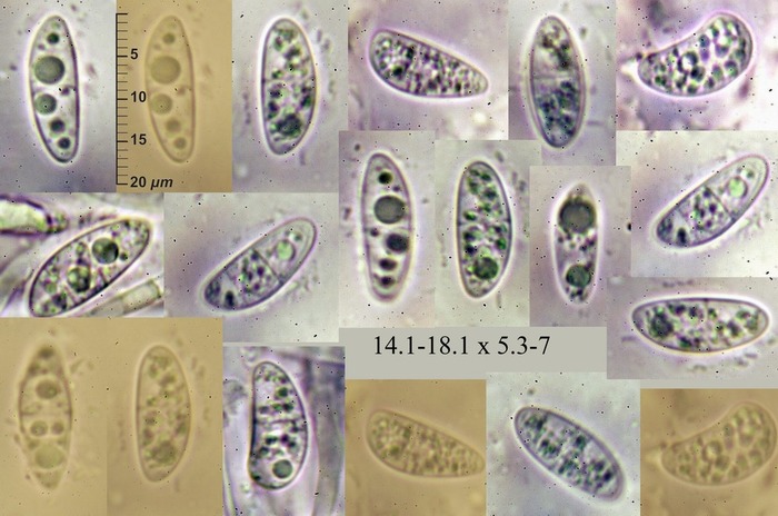 macrostoma