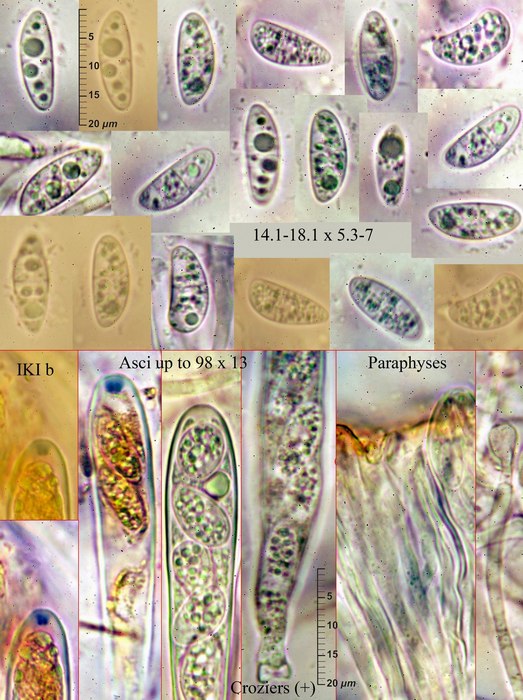 macrostoma