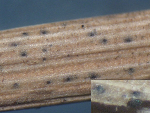 macrostoma