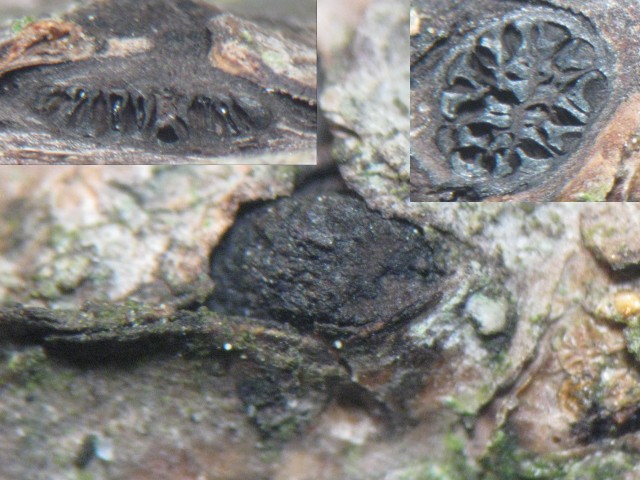 macrostoma