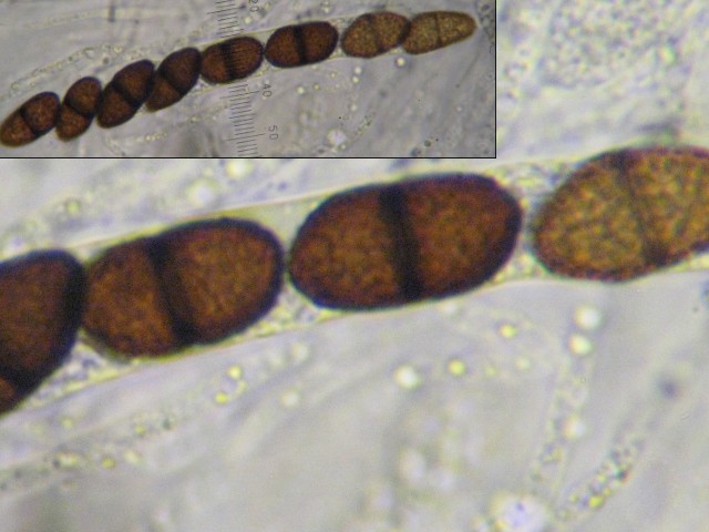 macrostoma