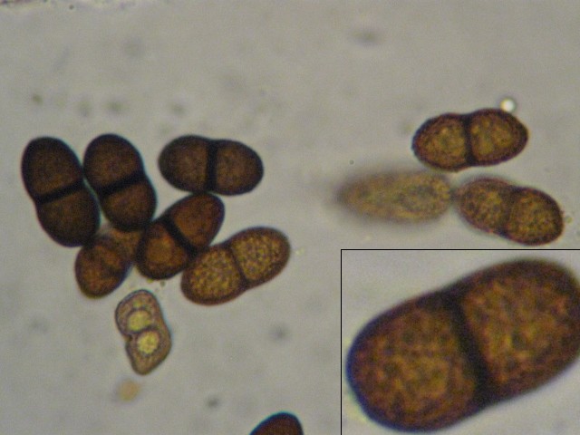macrostoma