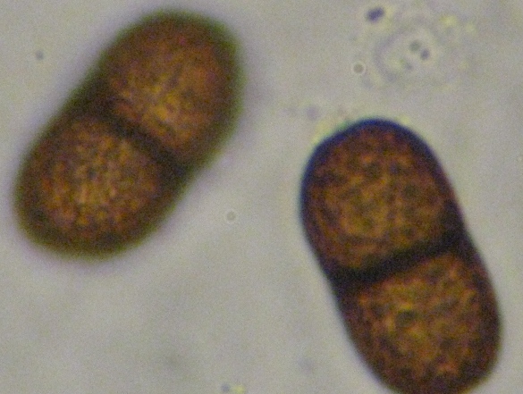 macrostoma