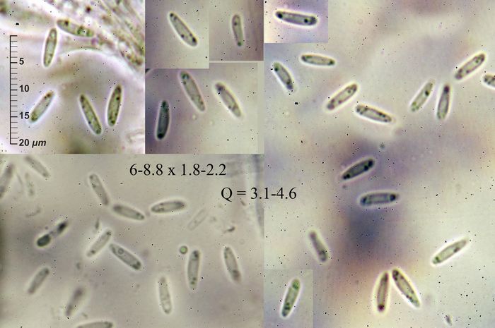 macrostoma