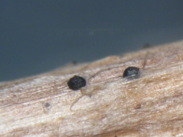 macrostoma