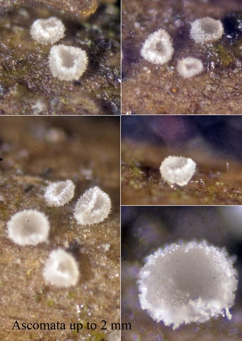 macrostoma