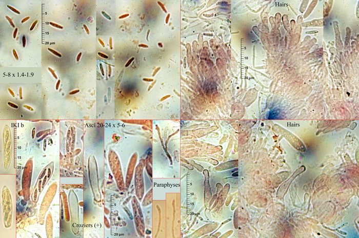 macrostoma