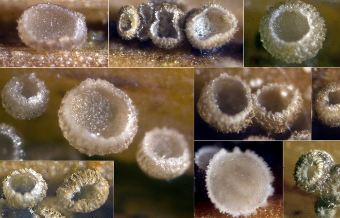macrostoma