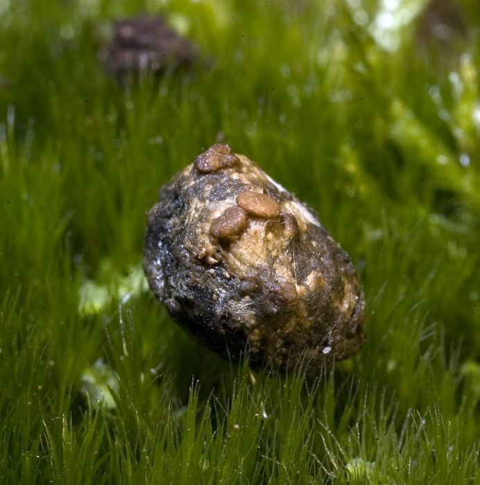 macrostoma