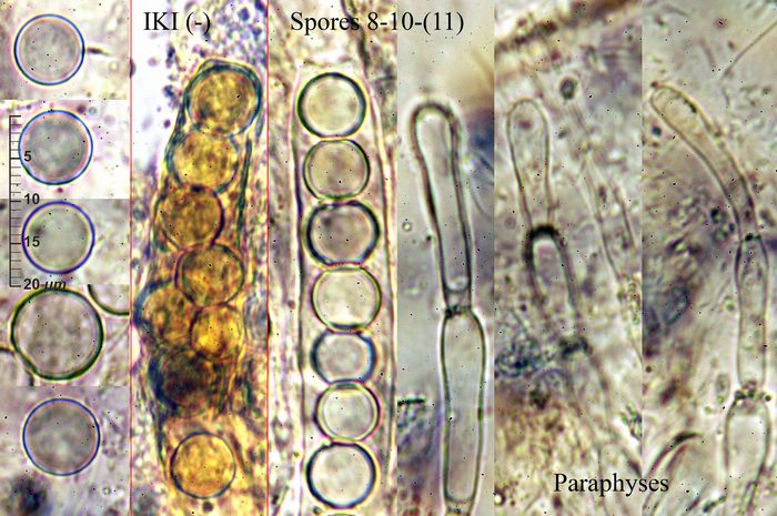macrostoma