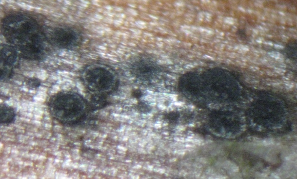 macrostoma
