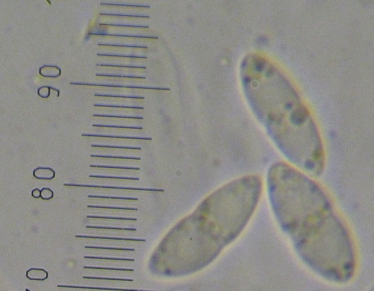 macrostoma